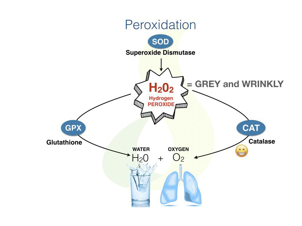 VIVIEVA® Catalase Antioxidant Caps